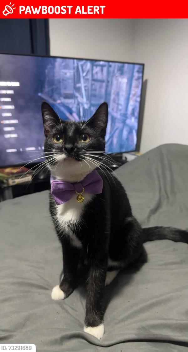 Lost Female Cat last seen Groveway H9 Kent’s Hill, Kents Hill, England MK7 6HR
