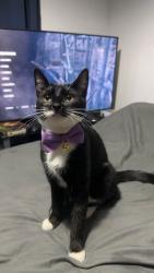 Lost Female Cat last seen Groveway H9 Kent’s Hill, Kents Hill, England MK7 6HR