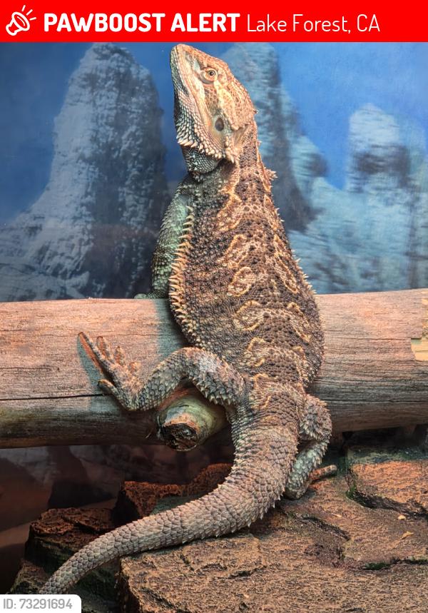 Lost Unknown Reptile last seen el toro and rockfield, Lake Forest, CA 92630