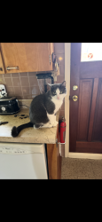Reunited Male Cat last seen Near strathmore blvd, Ottawa, ON K2A 1M7