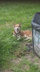 Lost Male Dog last seen Deepwater ave and grant street, Pasadena, TX 77503