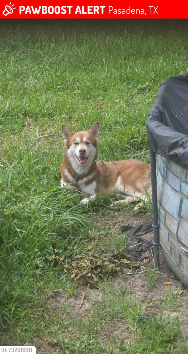 Lost Male Dog last seen Deepwater ave and grant street, Pasadena, TX 77503
