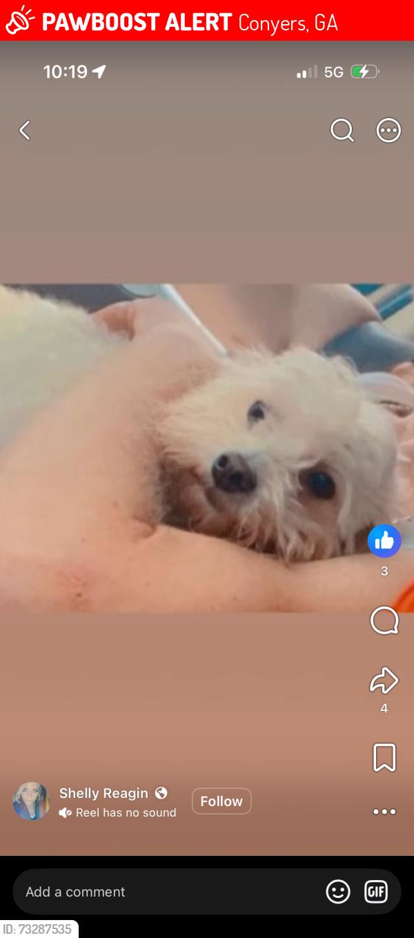 Lost Female Dog last seen Rockdale County, Conyers, GA 30013