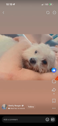Lost Female Dog last seen Rockdale County, Conyers, GA 30013