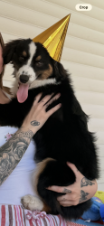 Reunited Male Dog last seen Near Eagles Lake Rd, Virginia Beach, VA 23456, USA, Virginia Beach, VA 23456