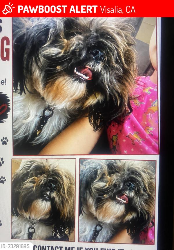 Lost Male Dog last seen Houston ave, Visalia, CA 93292