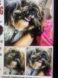 Lost Male Dog last seen Houston ave, Visalia, CA 93292