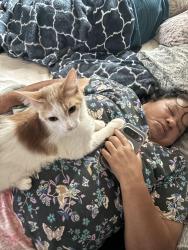 Lost Male Cat last seen Monterey st, Santa Barbara, CA 93101