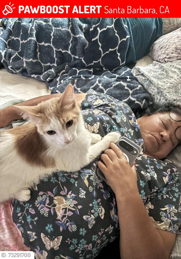 Lost Male Cat last seen Monterey st, Santa Barbara, CA 93101