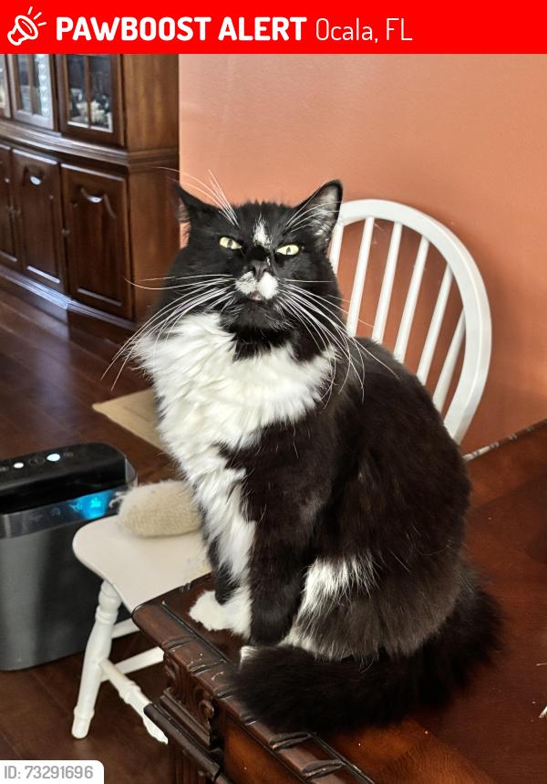 Lost Male Other last seen deerpath, Ocala, FL 34472