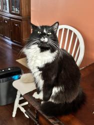 Lost Male Other last seen deerpath, Ocala, FL 34472