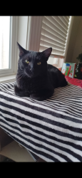 Reunited Male Cat last seen Greys lane, Nampa, ID 83687
