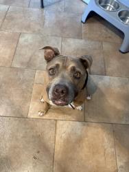 Found/Stray Female Dog last seen Guadalupe and 101 fwy, Tempe, AZ 85281
