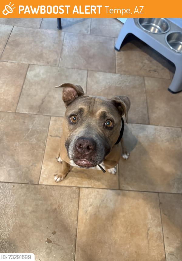 Found/Stray Female Dog last seen Guadalupe and 101 fwy, Tempe, AZ 85281