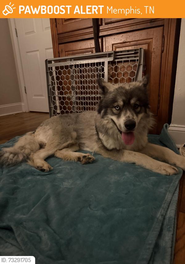 Found/Stray Male Dog last seen Sea Isle and Quince, Memphis, TN 38117
