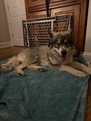 Found/Stray Male Dog last seen Sea Isle and Quince, Memphis, TN 38117