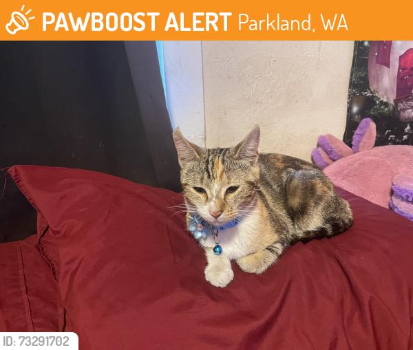 Found/Stray Female Cat last seen Plu, Parkland, WA 98445