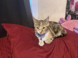 Found/Stray Female Cat last seen Plu, Parkland, WA 98445