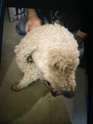 Found/Stray Female Dog last seen christopher dr, Independence, KY 41051