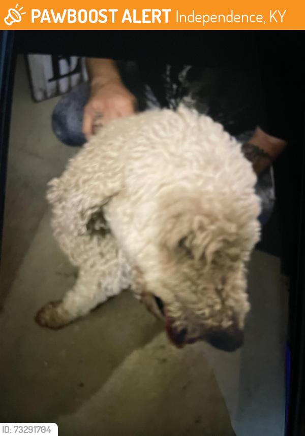 Found/Stray Female Dog last seen christopher dr, Independence, KY 41051