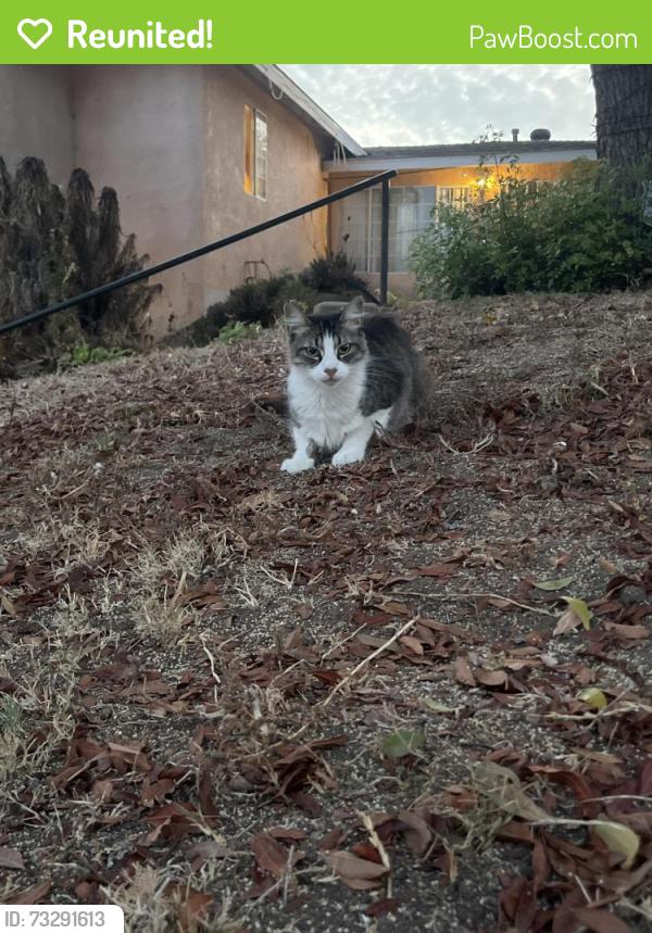 Reunited Unknown Cat last seen Near maria avenue spring valley, Spring Valley, CA 91977