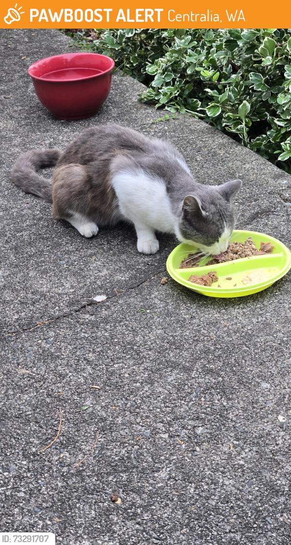 Found/Stray Male Cat last seen Pearl St, Centralia, WA 98531