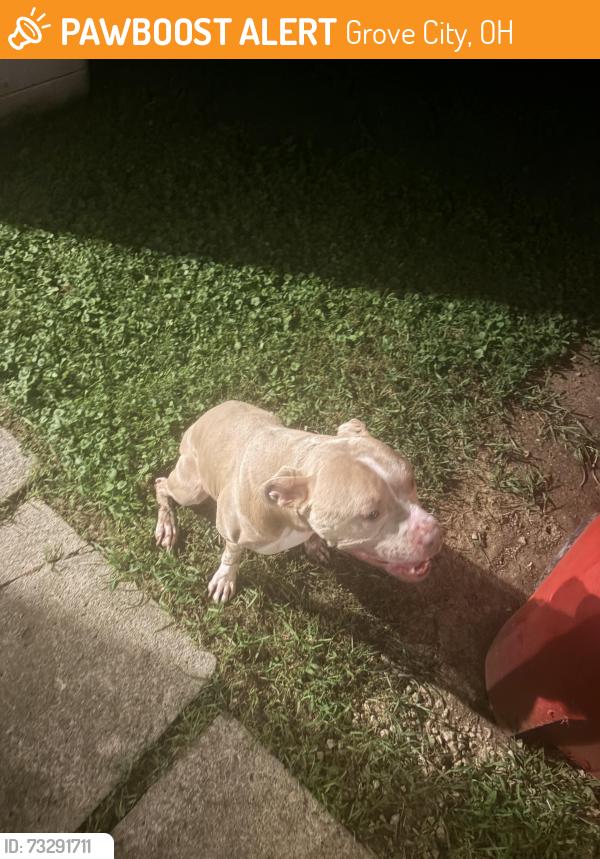 Found/Stray Female Dog last seen grove city rd & broadway, Grove City, OH 43123