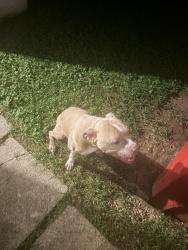 Found/Stray Female Dog last seen grove city rd & broadway, Grove City, OH 43123
