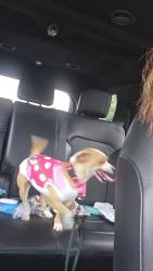 Lost Female Dog last seen Frankford ave, Philadelphia, PA 19135