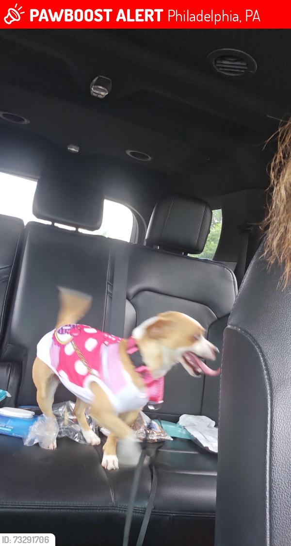 Lost Female Dog last seen Frankford ave, Philadelphia, PA 19135