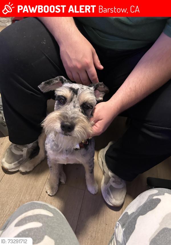Lost Male Dog last seen Montara Rd., Barstow, CA 92311