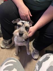 Lost Male Dog last seen Montara Rd., Barstow, CA 92311