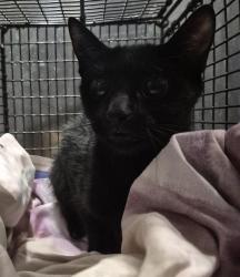 Shelter Stray Female Cat last seen Near BLOCK VANCE JACKSON UNIT 715, 4710 TX-151, San Antonio, TX 78227, USA