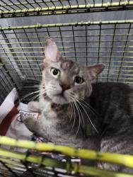 Shelter Stray Male Cat last seen Near BLOCK KING ARTHUR, 4710 TX-151, San Antonio, TX 78227, USA
