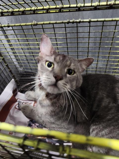 Shelter Stray Male Cat last seen Near BLOCK KING ARTHUR, 4710 TX-151, San Antonio, TX 78227, USA