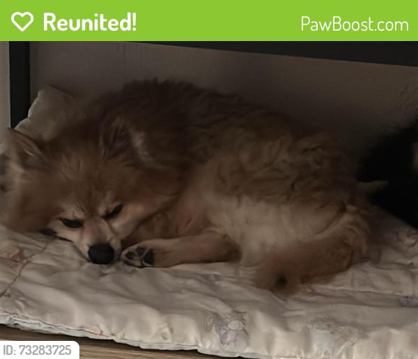 Reunited Male Dog last seen Neuhoff Dr & Gulledge Ln, Dallas, TX, Dallas, TX 75217