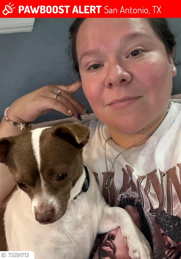 Lost Female Dog last seen Aransas and Meerscheidt, San Antonio, TX 78210