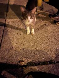 Found/Stray Male Cat last seen N Murray and E Belleview Pl, Milwaukee, WI 53211