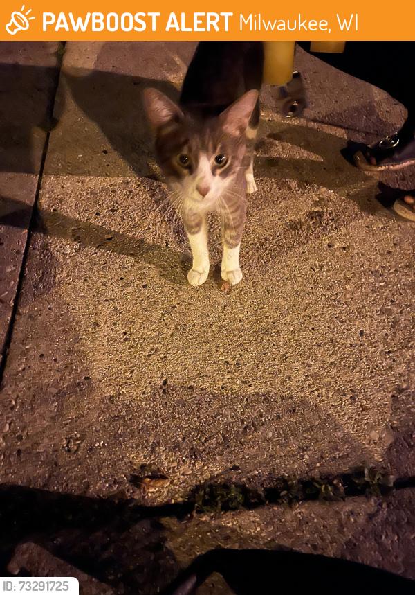 Found/Stray Male Cat last seen N Murray and E Belleview Pl, Milwaukee, WI 53211