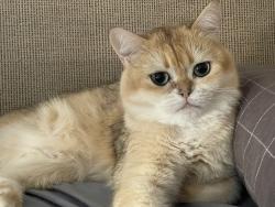 Lost Male Cat last seen 19th, Richmond Hill, ON L4S 0P8