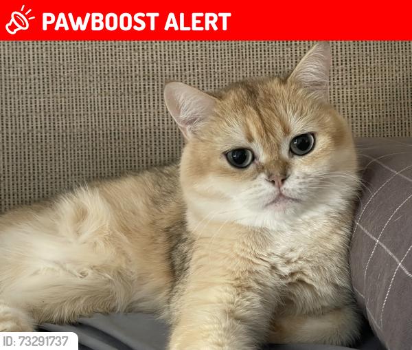 Lost Male Cat last seen 19th, Richmond Hill, ON L4S 0P8