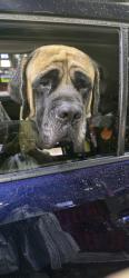 Reunited Male Dog last seen NC 210 and Old Fairground Road, Angier, NC 27501