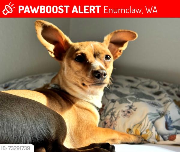 Lost Male Dog last seen Melody, Enumclaw, WA 98022