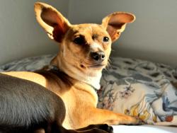 Lost Male Dog last seen Melody, Enumclaw, WA 98022