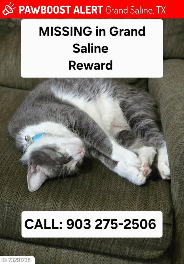 Lost Male Cat last seen Highway 80, Grand Saline, TX 75140