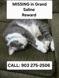 Lost Male Cat last seen Highway 80, Grand Saline, TX 75140