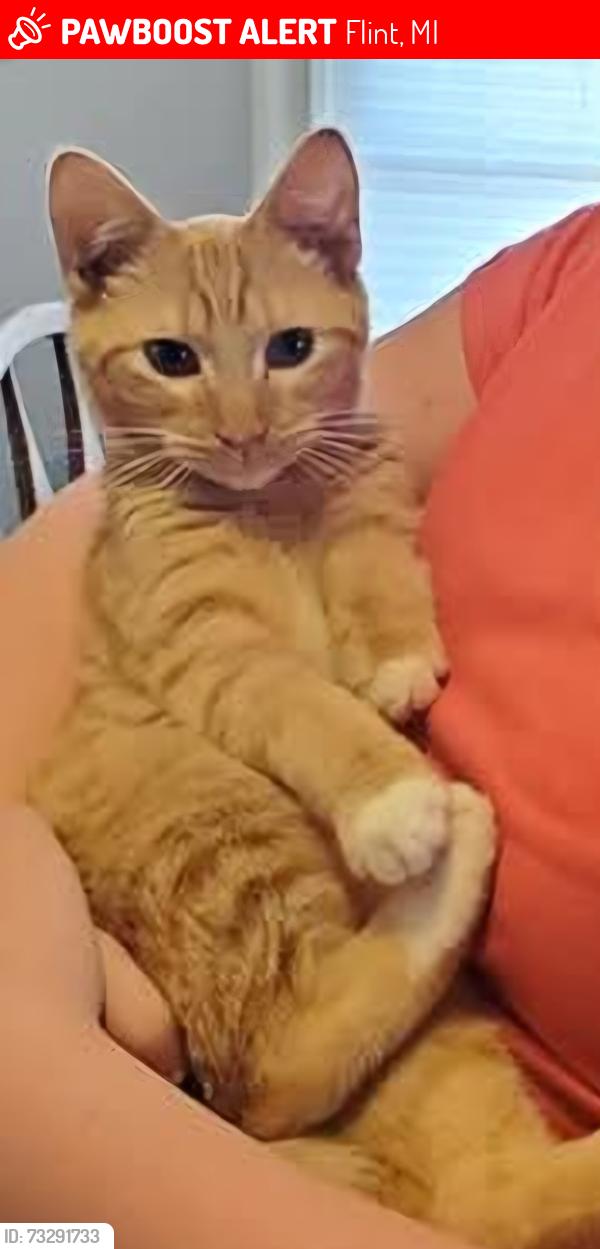 Lost Male Cat last seen Western/Richfield rd, Flint, MI 48506