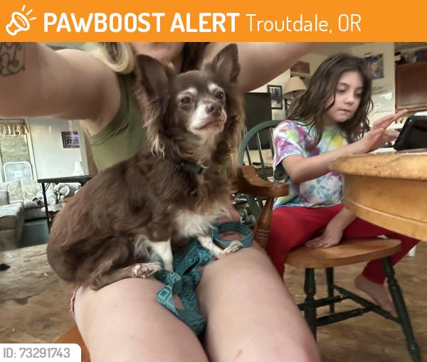 Found/Stray Male Dog last seen Depot City Park, Troutdale, OR 97060