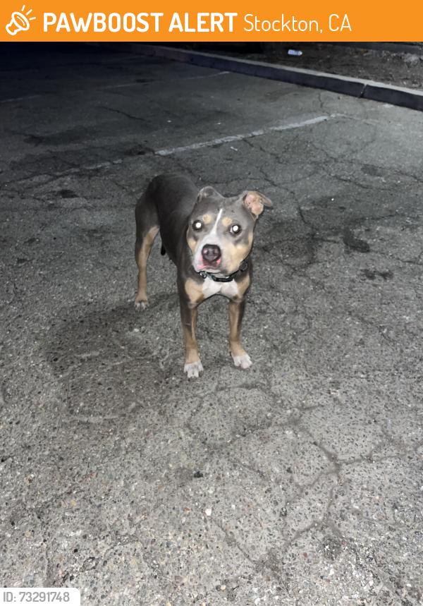 Found/Stray Female Dog last seen Hammer Ln and Kelly Dr near J&J photography, Stockton, CA 95209