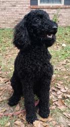 Reunited Female Dog last seen Near Princess Helen Rd West Mobile AL 36618, Mobile, AL 36618